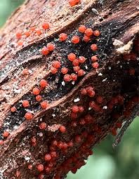 Attēlu rezultāti vaicājumam “Stemonitopsis hyperopta var. landewaldii spores”