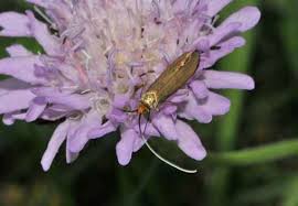 Attēlu rezultāti vaicājumam “Nemophora metallica”