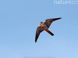 Attēlu rezultāti vaicājumam “Falco subbuteo”