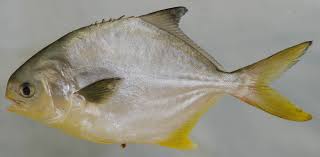 Image result for Trachinotus carolinus