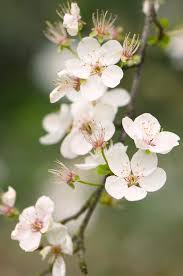 Attēlu rezultāti vaicājumam “Prunus cerasifera var. divaricata bud”