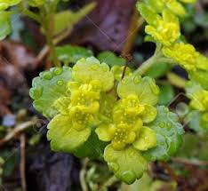 Attēlu rezultāti vaicājumam “Chrysosplenium alternifolium leaf”