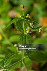 Attēlu rezultāti vaicājumam “Galinsoga quadriradiata”