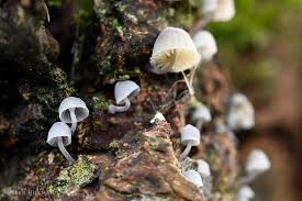 Attēlu rezultāti vaicājumam “Mycena pseudocorticola”