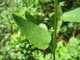 Attēlu rezultāti vaicājumam “Phyteuma spicatum”