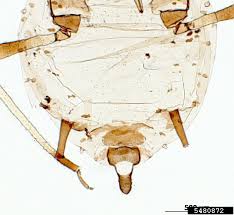 Attēlu rezultāti vaicājumam “Aphis fabae”