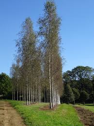 Attēlu rezultāti vaicājumam “Betula pendula”