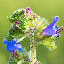Attēlu rezultāti vaicājumam “Echium vulgare flower”