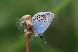 Attēlu rezultāti vaicājumam “Plebejus argus”
