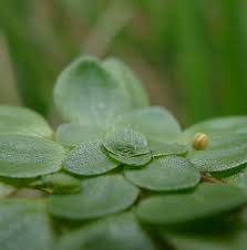Attēlu rezultāti vaicājumam “Callitrichaceae”