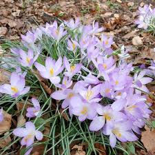 Attēlu rezultāti vaicājumam “Crocus tommasinianus flower”