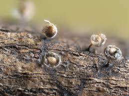 Attēlu rezultāti vaicājumam “Didymium megalosporum spores”