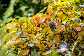 Attēlu rezultāti vaicājumam “Fothergilla major”
