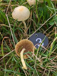 Attēlu rezultāti vaicājumam “Amaurochaete fusiformis macro”