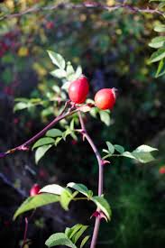 Attēlu rezultāti vaicājumam “Rosa villosa fruit”