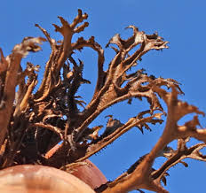 Attēlu rezultāti vaicājumam “Cetraria ericetorum”