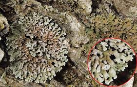 Attēlu rezultāti vaicājumam “Physconia detersa”