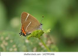 Attēlu rezultāti vaicājumam “Satyrium w-album underside”