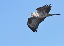 Attēlu rezultāti vaicājumam “Pernis apivorus”