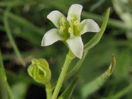 Attēlu rezultāti vaicājumam “Thesium ebracteatum”