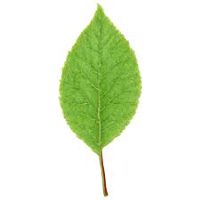 Attēlu rezultāti vaicājumam “Viburnum opulus leaf”