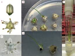 Attēlu rezultāti vaicājumam “Allium cepa bud”