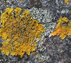 Attēlu rezultāti vaicājumam “Xanthoria parietina”