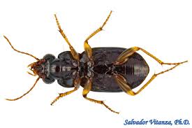 Attēlu rezultāti vaicājumam “Carabidae”