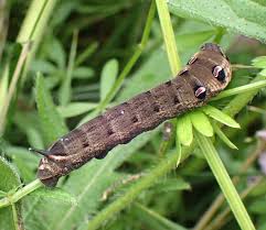 Attēlu rezultāti vaicājumam “Deilephila elpenor larva”
