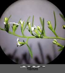 Attēlu rezultāti vaicājumam “Thesium alpinum”