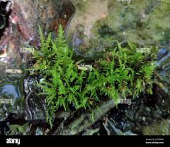 Attēlu rezultāti vaicājumam “Cratoneuron filicinum”