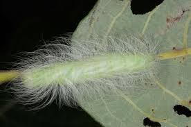 Attēlu rezultāti vaicājumam “Acronicta leporina”