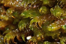 Attēlu rezultāti vaicājumam “Palustriella falcata”