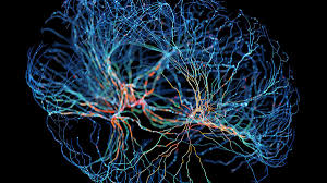 Image result for map of the brain