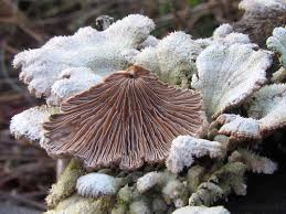 Attēlu rezultāti vaicājumam “Schizophyllum commune”