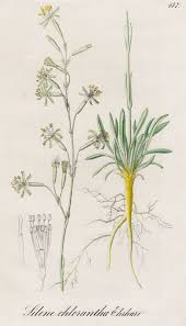 Attēlu rezultāti vaicājumam “Silene chlorantha”