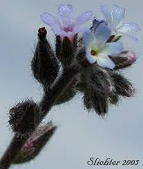 Attēlu rezultāti vaicājumam “Myosotis micrantha”