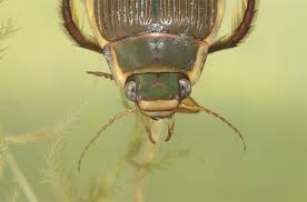 Attēlu rezultāti vaicājumam “Dytiscus dimidiatus”