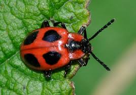 Attēlu rezultāti vaicājumam “Endomychus coccineus”