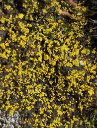 Attēlu rezultāti vaicājumam “Candelariella sp.”