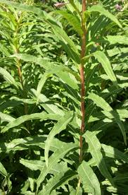 Attēlu rezultāti vaicājumam “Epilobium angustifolium leaf”