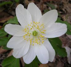 Attēlu rezultāti vaicājumam “Anemone nemorosa”