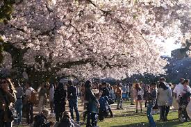 Image result for "cherry blossom" washington