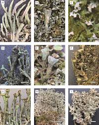 Attēlu rezultāti vaicājumam “Cladonia cornuta”