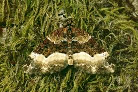 Attēlu rezultāti vaicājumam “Euphyia unangulata”