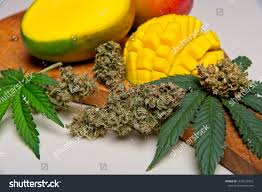 Attēlu rezultāti vaicājumam “Cannabis sativa fruit”