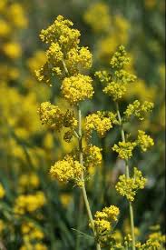 Attēlu rezultāti vaicājumam “Galium verum leaf”