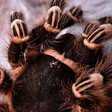 Znalezione obrazy dla zapytania geniculata