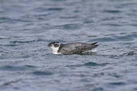 Image result for Synthliboramphus antiquus