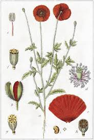 Image result for Papaver rhoeas